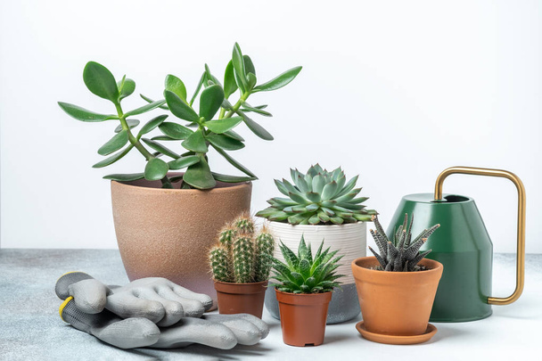 Various succulents in pots, gardening tools and watering pot on table. Plant transplantation. Concept of indoor garden home - Image - Foto, immagini