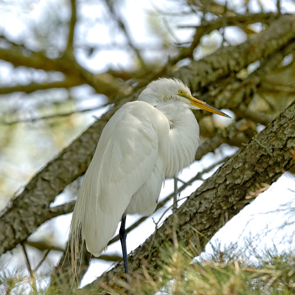 Great Egret - Φωτογραφία, εικόνα
