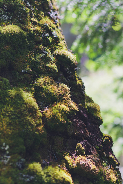 the texture of the wood overgrown with moss. - Foto, afbeelding