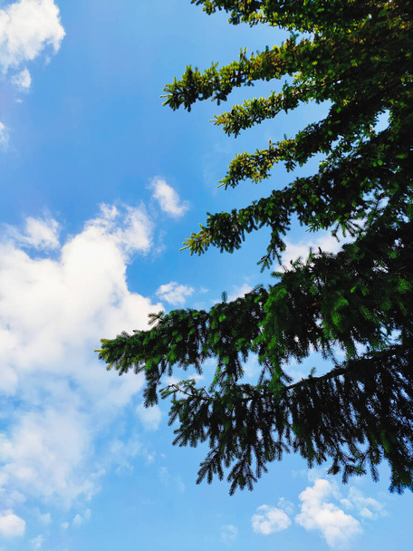 beautiful christmas tree on a background of blue summer sky with clouds - Foto, afbeelding