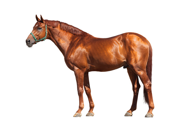 Cavalo castanho
 - Foto, Imagem