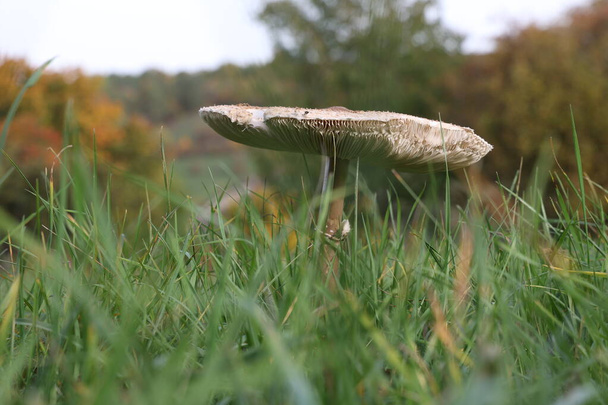 Photo of parasol mushrooms on grass meadowmushrooms, macrolepiota procera - Photo, Image