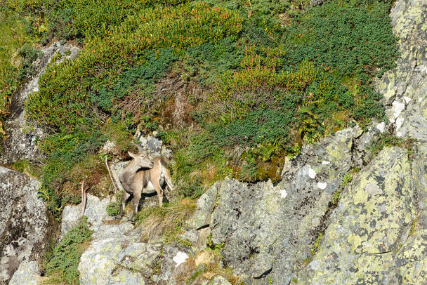 one alpine ibex grazing on steep rocks - Photo, Image