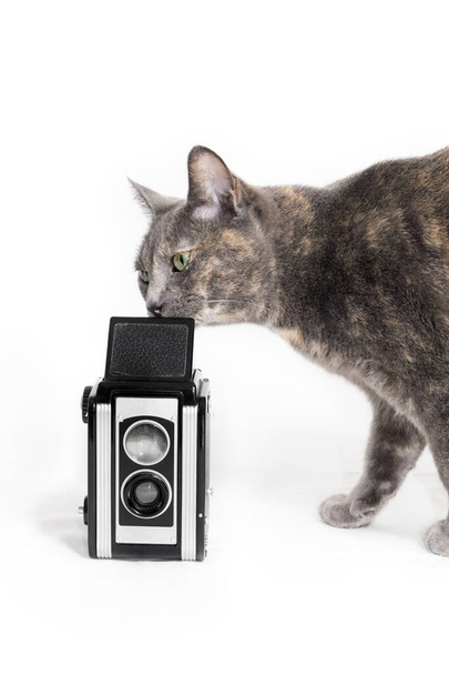 Любопытный любознательный кот нюхает старинную камеру - Фото, изображение