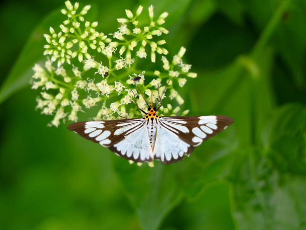 Fekete-fehér színű pillangó Mikania botrányok vagy mászó hempweed virágok, szelektív fókusz - Fotó, kép