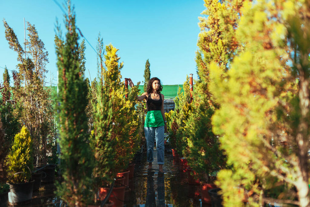Femme jardinier vérifier les cyprès dans la pépinière - Photo, image