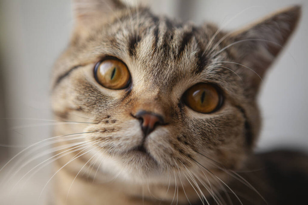 スコットランドストレート猫の肖像 - 写真・画像