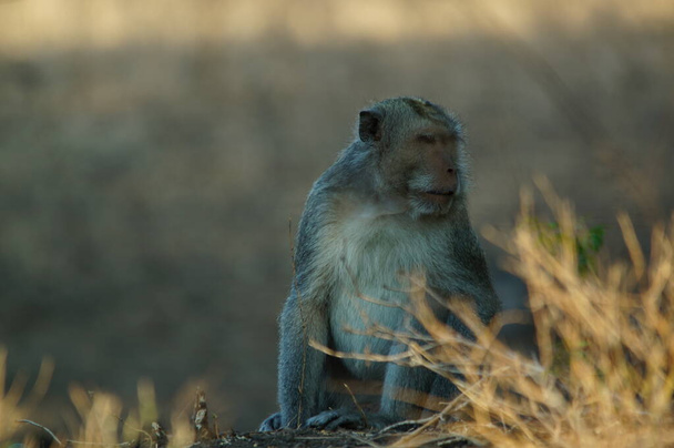 długie makaki na lądzie - Zdjęcie, obraz