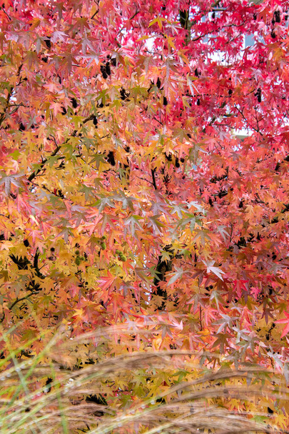 Egy kép őszi színes levelekről. Vancouver BC Kanada - Fotó, kép