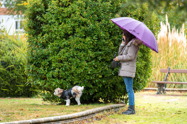 Жінка з парасолькою, що йде в парку зі своїм собакою в дощових кліщах, розмовляючи по телефону
 - Фото, зображення