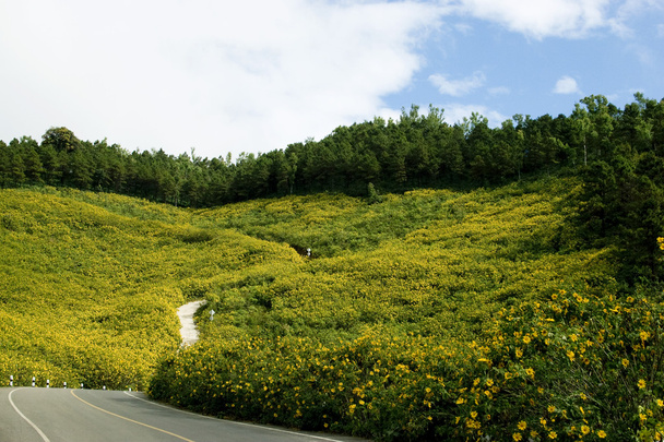 Amarelo Mexicano Girassol Weed Mountain
 - Foto, Imagem