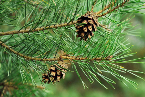  Branches of coniferous trees. Branches with cones for background on phone and tablet. Evergeen coniferous trees. Photos for Wikipedia.  - Photo, Image