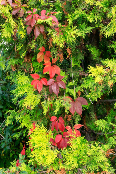 Яркий красивый природный фон с зелеными ветвями туи и красными листьями винограда - Фото, изображение