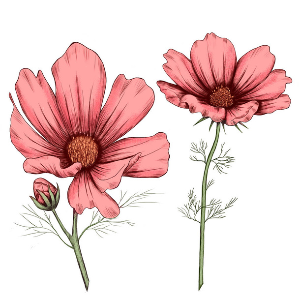 Lovely pink cosmos flowers illustration - Фото, изображение