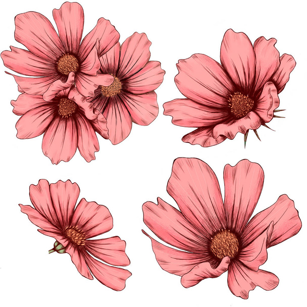 Lovely pink cosmos flowers illustration, wedding  - Фото, изображение