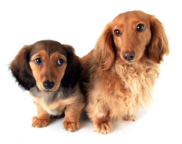 Dachshund puppies - Photo, Image