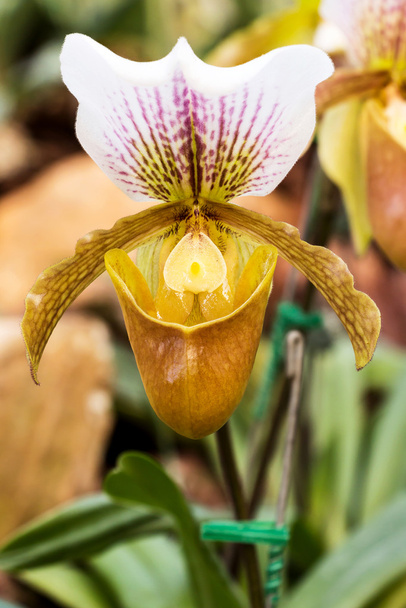 Gelbe Orchidee - Foto, Bild