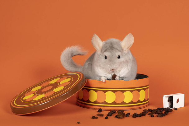 A Cute white chinchilla in a cookie jar eating a raisin on an orange background looking at the camera - Photo, Image