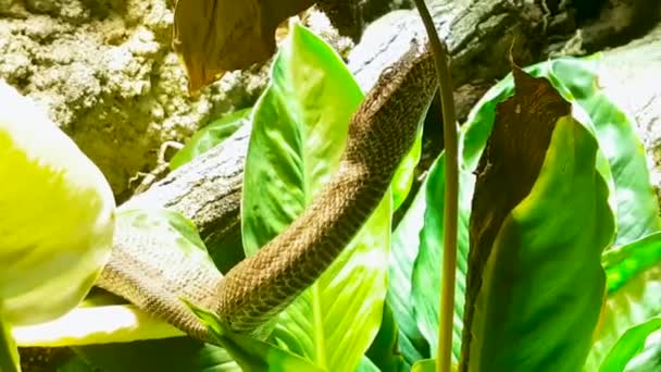 Nebezpečný jedovatý had se vzorem na kůži se pohybuje na stromě a ukazuje jazyk mezi zelenými listy. Divoká zvěř držená v zajetí v teráriu zoo. - Záběry, video