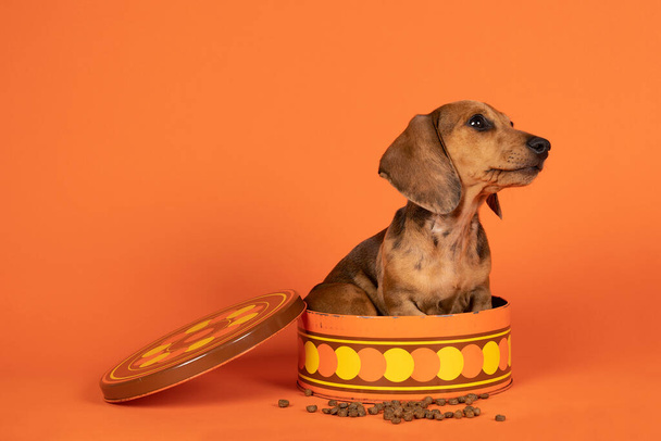 Retrato de un cachorro salchicha moreno sentado en un cookiejar naranja aislado sobre un fondo naranja - Foto, Imagen