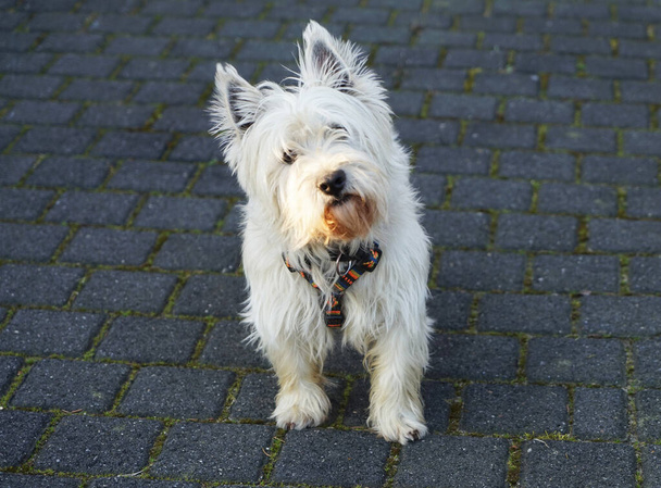 Ein weißer schottischer Terrier vor dunkelgrauem Hintergrund. Er schaut neugierig in die Kamera. West Highland White Terrier. Westie. - Foto, Bild