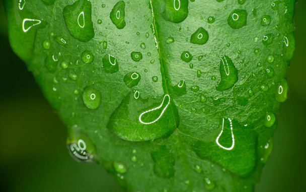 зеленый лист капли дождя макро закрыть - Фото, изображение