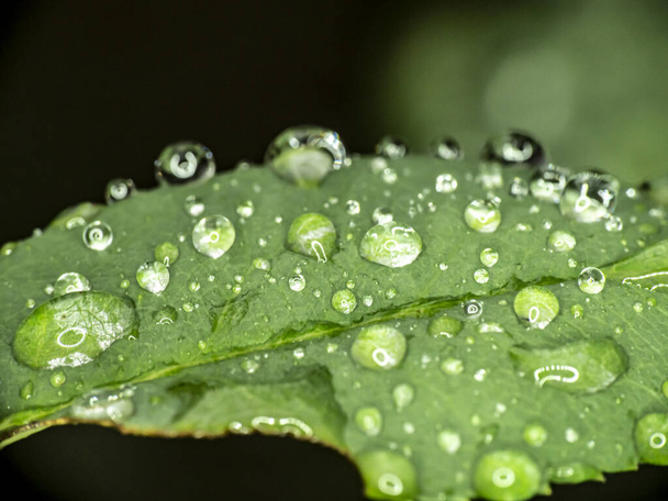 Yeşil yaprak yağmuru Makro damlası - Fotoğraf, Görsel