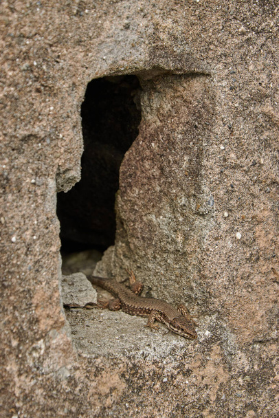 Güneşin altındaki bir kayanın üzerindeki kertenkele. Duvardaki kertenkele. - Fotoğraf, Görsel