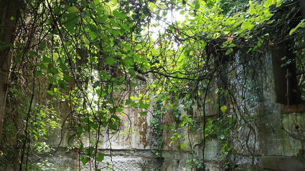 Fasada opuszczonego kamiennego domu otoczonego zielenią zarośniętych roślin. - Zdjęcie, obraz