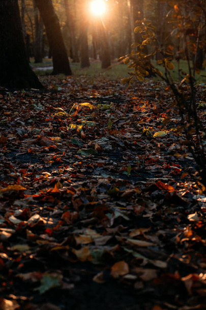Vertikale Herbst Herbst Natur Hintergrund mit Blättern und Sonnenuntergang Sonne. Herbst Hintergrund mit natürlichen Elementen, Vertikales Foto. Selektiver Fokus - Foto, Bild