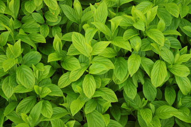 Background of plant green leaves - Photo, Image