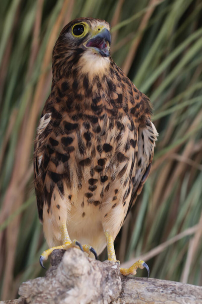 Ein Falke (Falco moluccensis) macht Jagd auf einen kleinen Vogel. - Foto, Bild