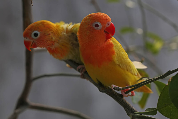 Two young lovebirds (Agapornis sp) is perched on a tree trunk. - Photo, Image
