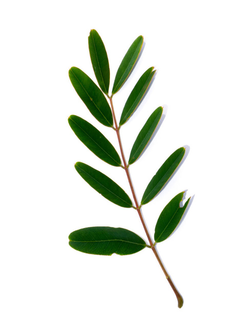 Nahaufnahme von Blättern des Cassod-Baumes oder Senna siamea auf weißem Hintergrund. - Foto, Bild