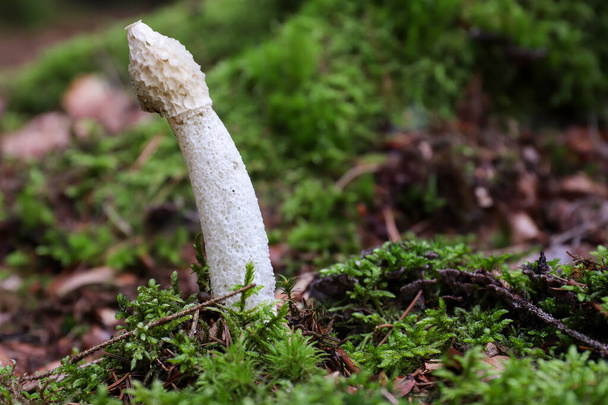 Phallus Impudicus - обыкновенный вонючий рог - гриб не ядовит, но потребляются только очень свежие грибы  - Фото, изображение