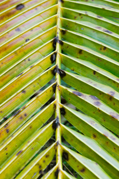 Coconut Leaf in Soft Focus for Close up to Detail. - Φωτογραφία, εικόνα