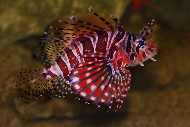 Une scorpionfish (Scorpaenidae) nage entre les récifs coralliens. - Photo, image