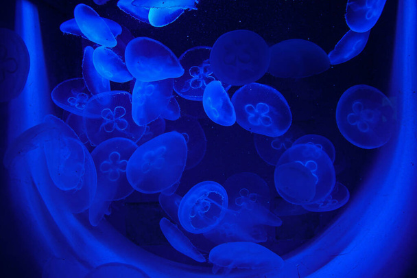 A closeup shot of jellyfish in blue light - Fotografie, Obrázek