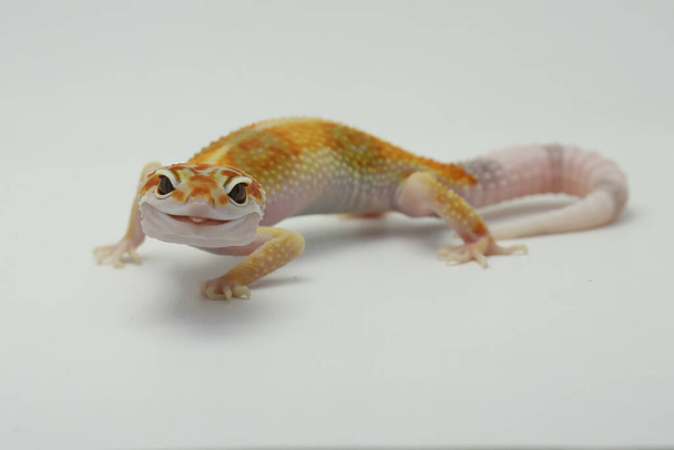Um leopardo gecko (Eublepharis macularius) está posando em um estilo distinto. - Foto, Imagem