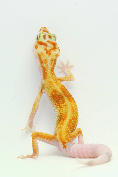 Gecko lampart (Eublepharis macularius) pozuje w charakterystycznym stylu. - Zdjęcie, obraz