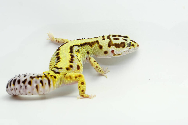 Leopardi gekko (Eublepharis macularius) poseeraa erottuvalla tyylillä. - Valokuva, kuva