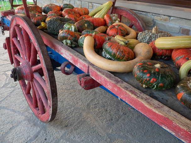 Grupo de calabazas de diferentes formas y colores curiosos que se muestran en una antigua wago de madera - Foto, imagen