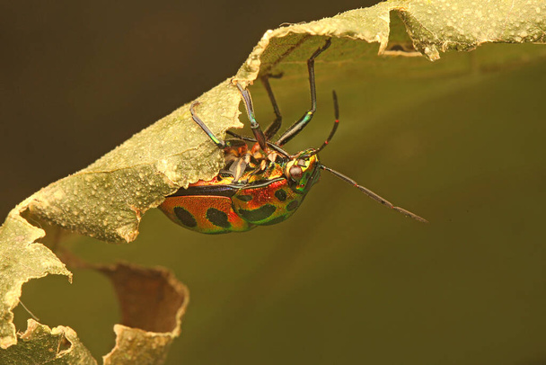 Harlequin böceği (Tectocoris diophthalmus) dinleniyor. - Fotoğraf, Görsel