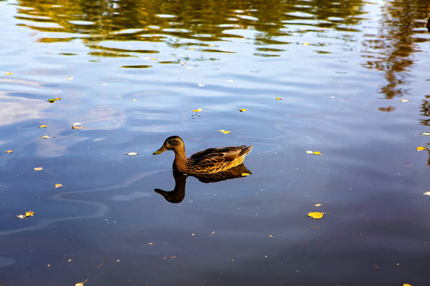 Duck swims on blue water - Fotó, kép