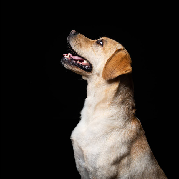 Egy Labrador Retriever kutya portréja elszigetelt fekete háttérrel. Nagyon vidám és boldog.. - Fotó, kép