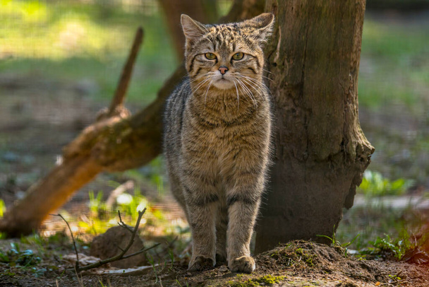 gato salvaje en el bosque de hojas de temporada verde - Foto, imagen