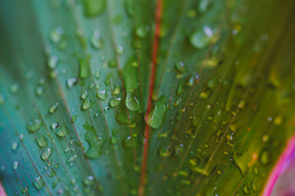 Obrázek kapky vody na zelené listy po dešti - Fotografie, Obrázek