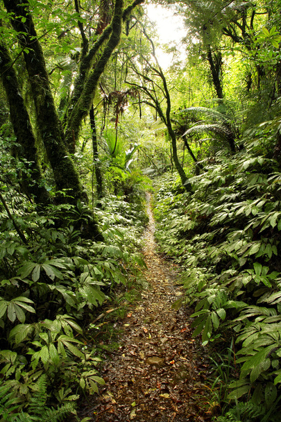 Τροπικό δάσος - Φωτογραφία, εικόνα