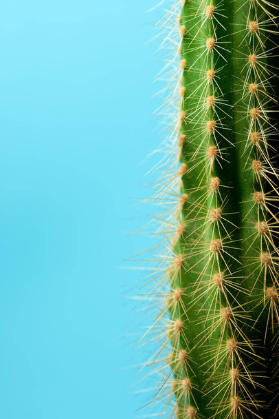 Little cactus plant against blue wall. - Фото, изображение
