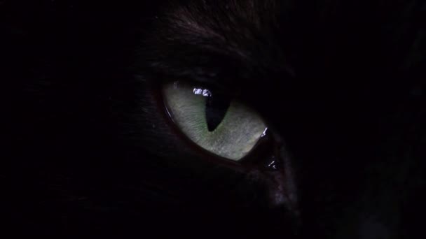 Zwarte kat oog close-up. - Video